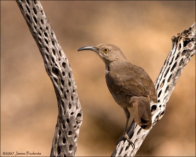 Curve-billed Thrasher