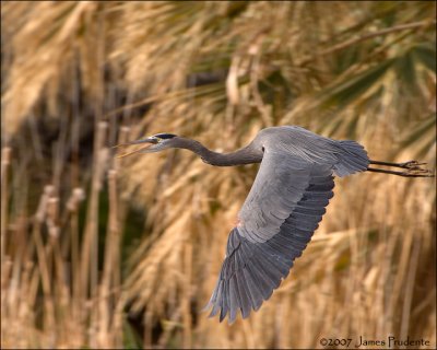 Great Blue Heron