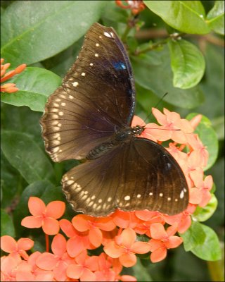 Butterfly species