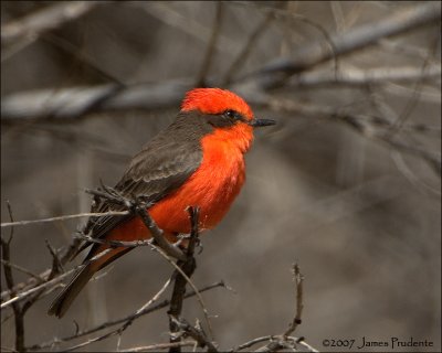 Vermillion Flycatcher