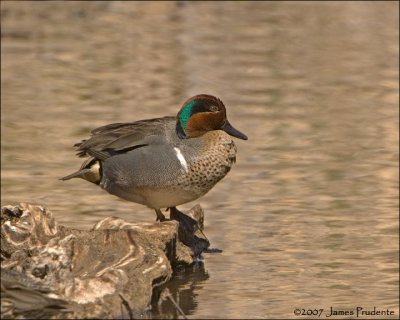 Green-winged Teal