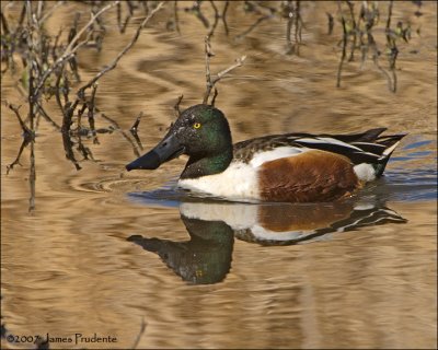 Northern Shoveler