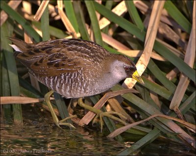 Sora
