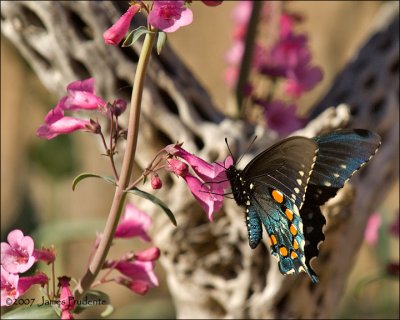 Pipevine Swallowtail on Penstemon