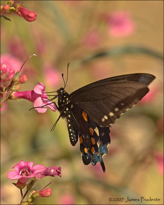 Pipevine Swallowtail on Penstemon II