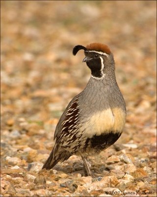 Gambel's Quail