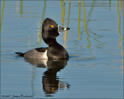 Ring-necked Duck