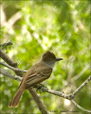 Great Crested Flycatcher