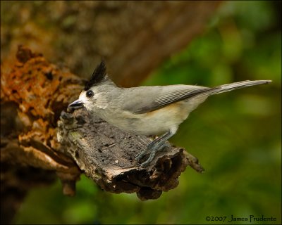 Black-crested Titmouse (Mexican)