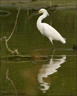 Snowy Egret