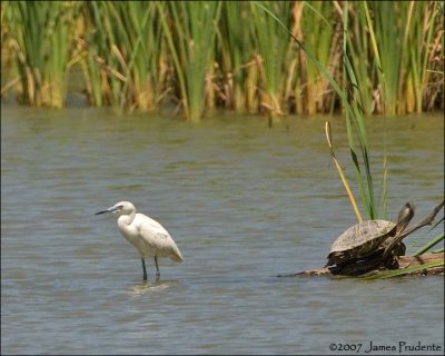 Little Blue Heron and Big Turtle