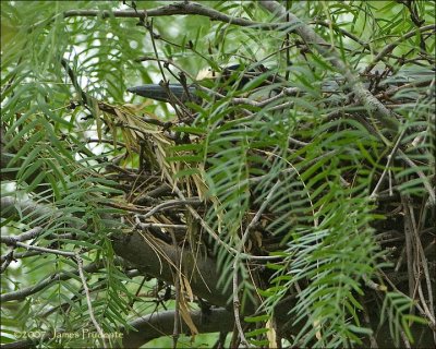 Yellow-crowned Night-Heron