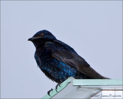 Purple Martin