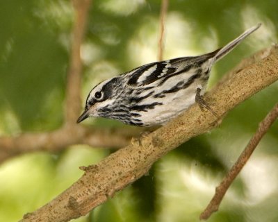 Black and White Warbler