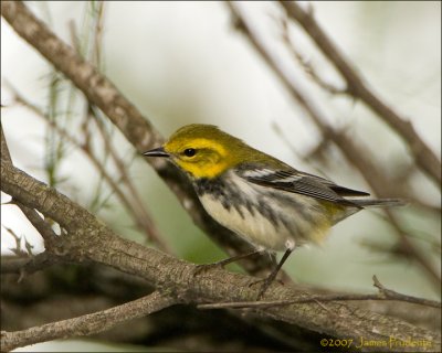 Black-throated Green Warbler