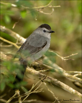 Thrashers, Mockingbirds, Catbirds