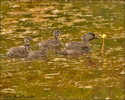 Least Grebe and chicks