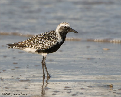 Black-bellied Plover