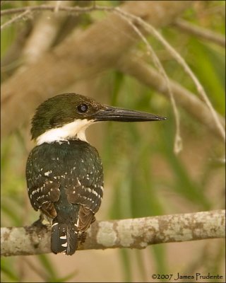 Green Kingfisher