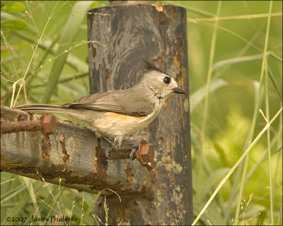 Black-crested Titmouse (Mexican)