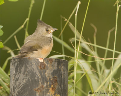 Black-crested Titmouse (Mexican)