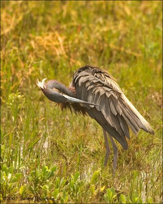 Tricolored Heron