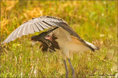 Tricolored Heron