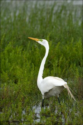Great Egret