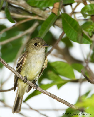 Acadian Flycatcher
