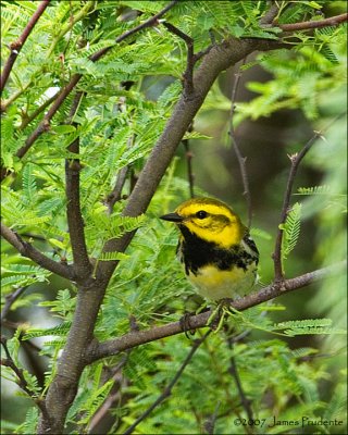 Black-throated Green Warbler