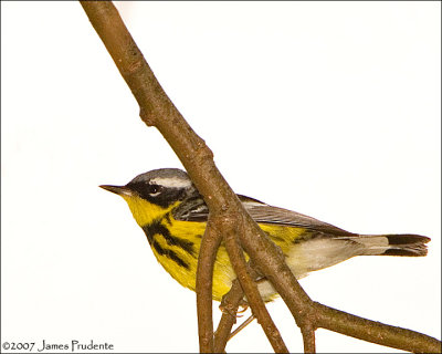 Magnolia Warbler