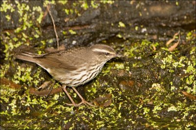 Louisiana Waterthrush