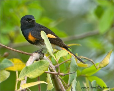 American Redstart