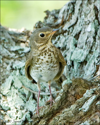 Hermit Thrush