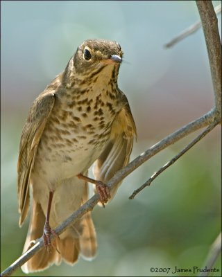 Swainson's Thrush