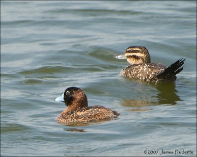 Masked Duck