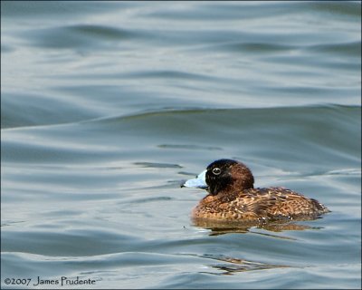 Masked Duck