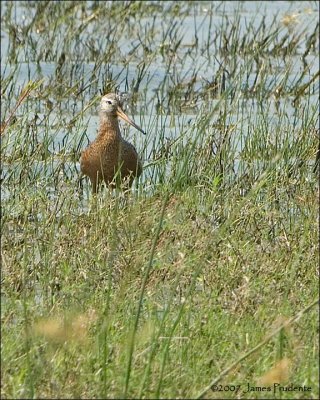 Hudsonian Godwit