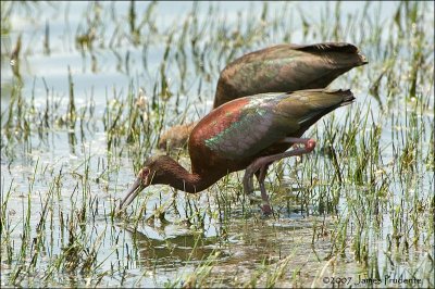 White-faced Ibis