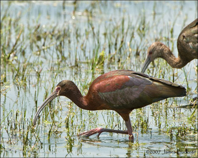 White-faced Ibis