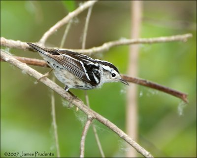 Black and White Warbler