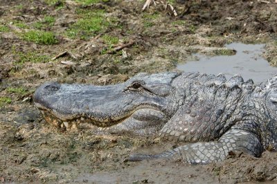 American Alligator