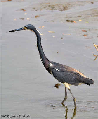 Tricolored Heron