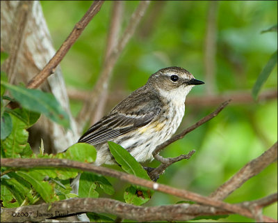 Yellow-rumped Warbler