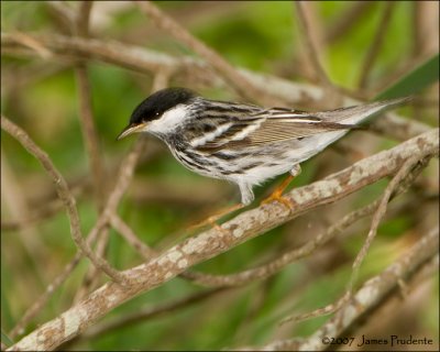 Blackpoll Warbler