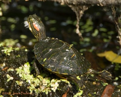 Redeared Slider