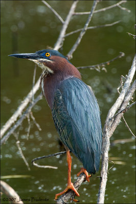 Green Heron