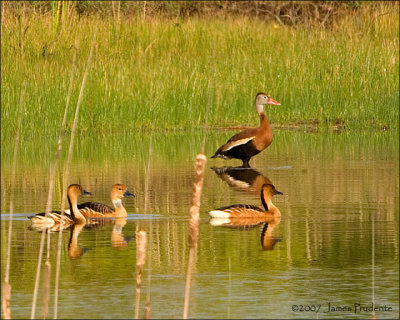 Black-bellied Whistling Duck and Fulvous Whistling Ducks