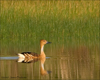 Fulvous Whistling Duck