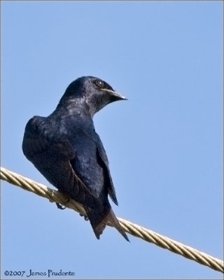 Purple Martin